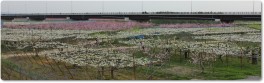 梨と桃の花が咲く果樹園