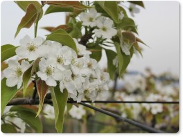 梨の花
