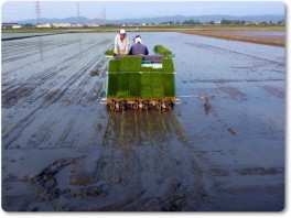 田植え開始