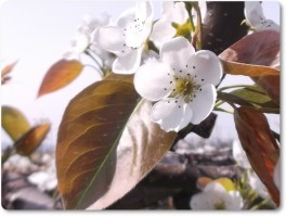 新興の花