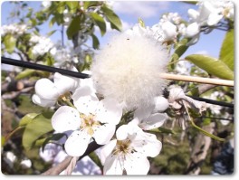 花粉のついたフワフワを花にタッチ