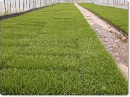 田植え用の稲