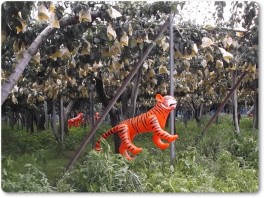 レクチエを見張るオレンジのトラ