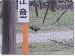 キジの散歩