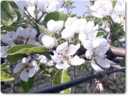 レクチエの花 レクチエの花