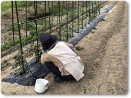 トマトとおばあちゃん