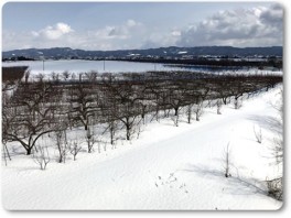 雪で畑まで行けない。