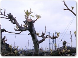 ル・レクチエの芽 ル・レクチエの芽