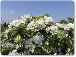 ル・レクチエの花粉付け終了。 ル・レクチエの花粉付け終了。
