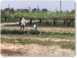なにやら散布 なにやら散布