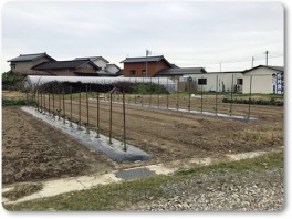 ナスの苗に支柱 ナスの苗に支柱