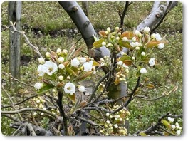 和梨の花