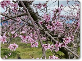 桃の花も満開