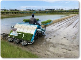 田植え-02