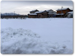 雪の下の畑