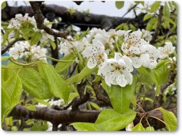 ル・レクチエの花