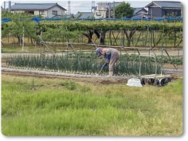 おばあちゃん農作業-02