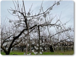 花のように見える桃の袋-02