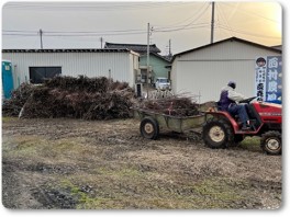 剪定された桃の枝を運ぶ岩井店長