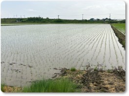 田植え完了