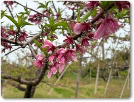 散りそうな桃の花 散りそうな桃の花