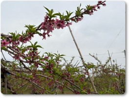 散りそうな桃の花-2 散りそうな桃の花-2