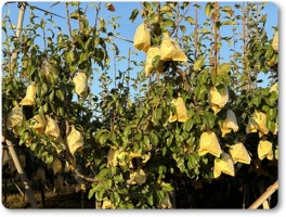 ル・レクチエの収穫間近。 ル・レクチエの収穫間近。