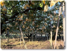 ル・レクチエの収穫間近-2 ル・レクチエの収穫間近-2