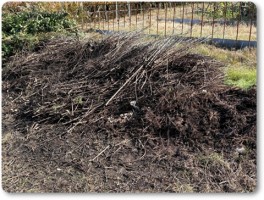 剪定された枝 剪定された枝