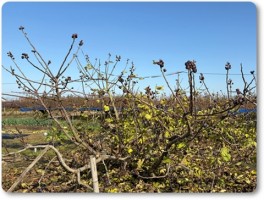 おばあちゃんのイチジク おばあちゃんのイチジク