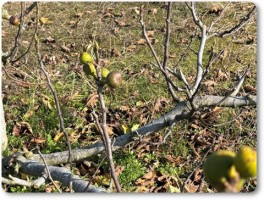 おばあちゃんのイチジク-2 おばあちゃんのイチジク-2