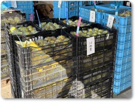 ル・レクチエ追熟中 ル・レクチエ追熟中