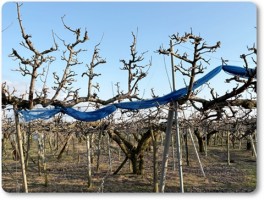 ル・レクチエ畑