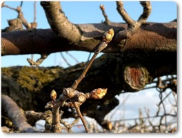 ル・レクチエの芽