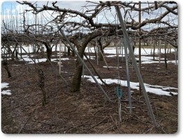 手前が剪定済、奥が剪定前