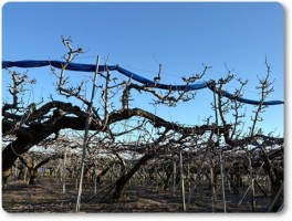 剪定されたル・レクチエ