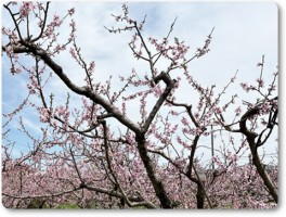満開の桃の花
