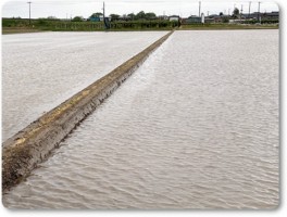 水を張ったお隣の田