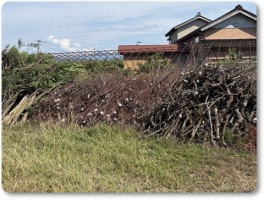 運ばれた枝-2