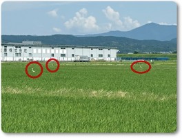 シロサギの群れ