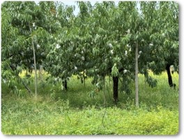 桃の収穫後３